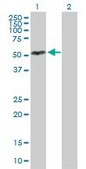 Anti-IER5 antibody produced in mouse purified immunoglobulin, buffered aqueous solution