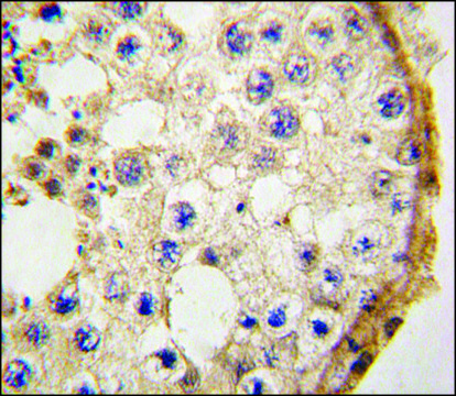 Anti-DDX4 (N-term) antibody produced in rabbit saturated ammonium sulfate (SAS) precipitated, buffered aqueous solution