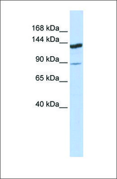 Anti-TRIM24 antibody produced in rabbit affinity isolated antibody