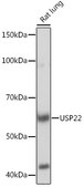 Anti-USP22 Antibody, clone 9C7I8, Rabbit Monoclonal