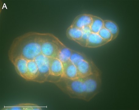 Anti-STAG2 Antibody, clone 2B22 ZooMAb&#174; Rabbit Monoclonal recombinant, expressed in HEK 293 cells