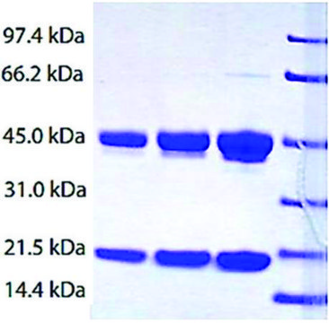 Haptoglobin (Phenotype 2-2) from human plasma &#8805;95% (SDS-PAGE)