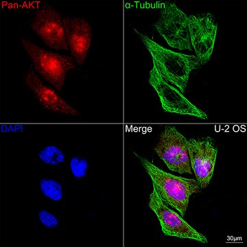 Anti-Pan-Akt Antibody, clone 3K3H0, Rabbit Monoclonal