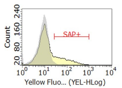 Anti-SAP/SH2D1A Antibody, clone 1A9 clone 1A9, from rat