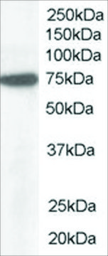 Anti-Pericentrin 1 /NUP85 antibody produced in goat affinity isolated antibody, buffered aqueous solution