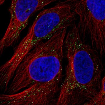 Anti-RYR3 antibody produced in rabbit Prestige Antibodies&#174; Powered by Atlas Antibodies, affinity isolated antibody, buffered aqueous glycerol solution