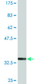 Monoclonal Anti-FOLR2 antibody produced in mouse clone 4B12, purified immunoglobulin, buffered aqueous solution