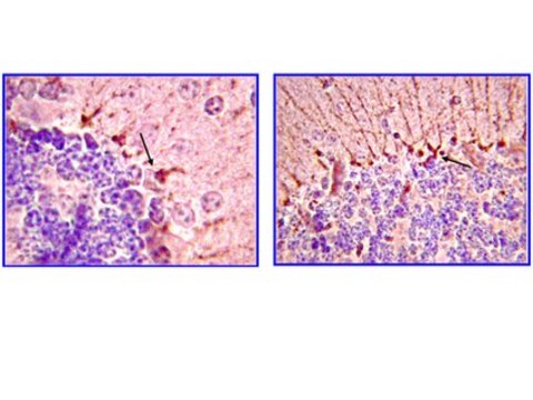 Anti-Piccolo Antibody, clone 4G3.3 clone 4G3.3, from mouse