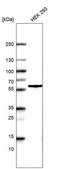 Monoclonal Anti-POU3F3 antibody produced in mouse Prestige Antibodies® Powered by Atlas Antibodies, clone CL15308, purified antibody (Protein A)
