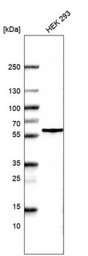 Monoclonal Anti-POU3F3 antibody produced in mouse Prestige Antibodies® Powered by Atlas Antibodies, clone CL15308, purified antibody (Protein A)