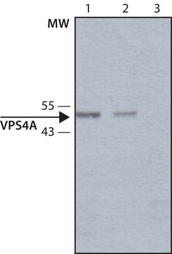 Anti-VPS4A antibody produced in rabbit ~1.0&#160;mg/mL, affinity isolated antibody, buffered aqueous solution