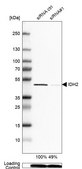 抗-IDH2 兔抗 Prestige Antibodies® Powered by Atlas Antibodies, affinity isolated antibody, buffered aqueous glycerol solution