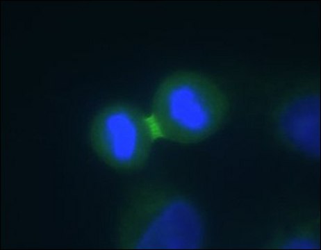 Anti-Aurora B antibody produced in rabbit IgG fraction of antiserum, buffered aqueous solution