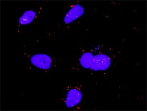 Anti-FGF5 antibody produced in rabbit purified immunoglobulin, buffered aqueous solution