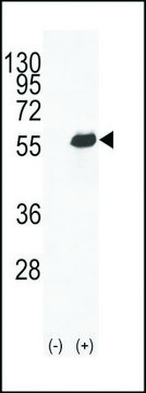 ANTI-OPN-A/B(N-TERMINAL) antibody produced in rabbit affinity isolated antibody, buffered aqueous solution