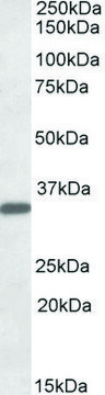 Anti-FGL1 antibody produced in goat affinity isolated antibody, buffered aqueous solution