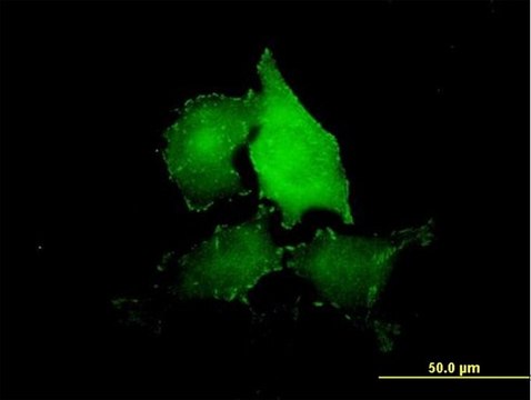 Anti-TNS4 antibody produced in mouse purified immunoglobulin, buffered aqueous solution