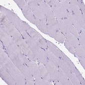 Anti-ARL9 antibody produced in rabbit Prestige Antibodies® Powered by Atlas Antibodies, affinity isolated antibody, buffered aqueous glycerol solution