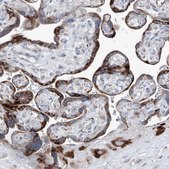 Anti-IFI27 antibody produced in rabbit Prestige Antibodies® Powered by Atlas Antibodies, affinity isolated antibody, buffered aqueous glycerol solution