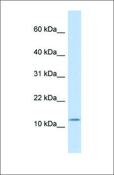 Anti-CCK antibody produced in rabbit affinity isolated antibody