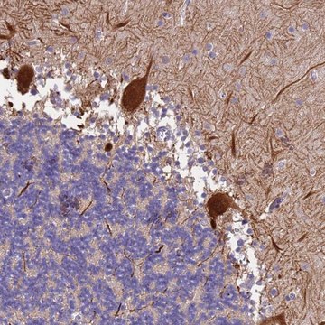 Anti-SLC24A3 antibody produced in rabbit Prestige Antibodies&#174; Powered by Atlas Antibodies, affinity isolated antibody, buffered aqueous glycerol solution