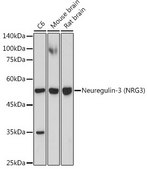 Anti-Neuregulin-3 (NRG3) Antibody, clone 6V9X1, Rabbit Monoclonal