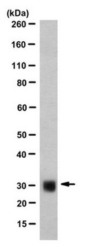 Anti-ASF-1 Antibody, clone AK-96 clone AK-96, from mouse