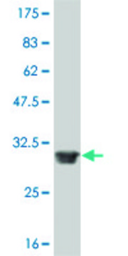 ANTI-FOXL1 antibody produced in mouse clone 2E6, purified immunoglobulin, buffered aqueous solution