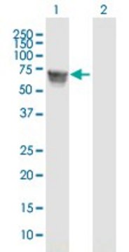 Anti-GBA antibody produced in mouse purified immunoglobulin, buffered aqueous solution