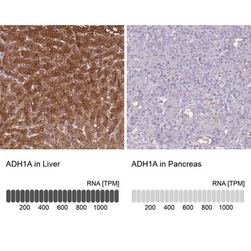 Anti-ADH1A antibody produced in rabbit Prestige Antibodies&#174; Powered by Atlas Antibodies, affinity isolated antibody, buffered aqueous glycerol solution