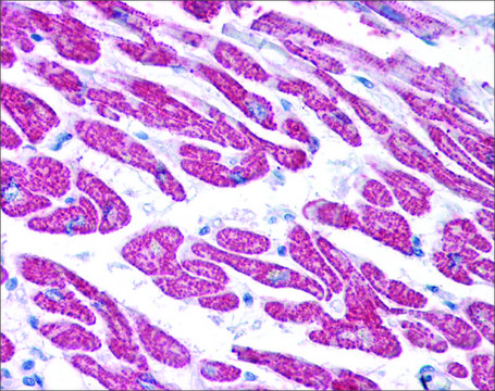 Anti-GPX4 antibody produced in rabbit affinity isolated antibody