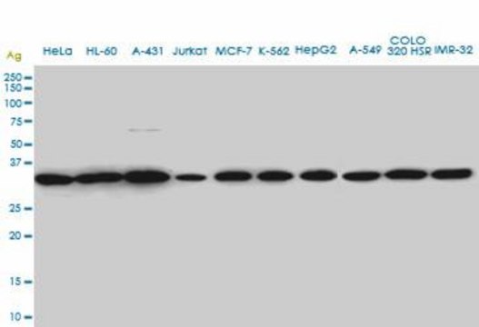 Monoclonal Anti-SUPT3H antibody produced in mouse clone 1A6, ascites fluid