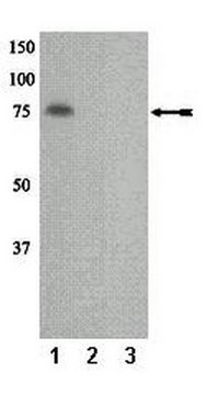 Anti-phospho-PKC&#951; (Thr655) Antibody Upstate&#174;, from rabbit