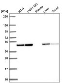 Anti-ANXA7 antibody produced in rabbit Prestige Antibodies® Powered by Atlas Antibodies, affinity isolated antibody