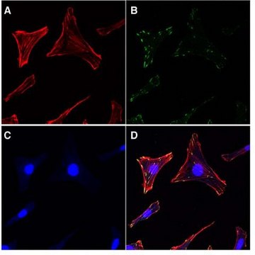 肌动蛋白细胞骨架/黏着斑染色试剂盒 The Actin Cytoskeleton &amp; Focal Adhesion Staining Kit consists of TRITC-conjugated phalloidin, anti-Vinculin &amp; DAPI for the immunofluorescent staining of actin filaments in the cytoskeleton as well as the nucleus of the cells.