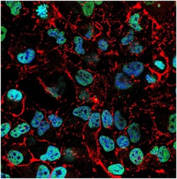 Anti-trimethyl-Histone H3 (Lys4) Antibody, Alexa Fluor&#8482; 488 Conjugate from rabbit, ALEXA FLUOR&#8482; 488