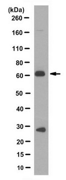 Anti-AMHR2 Antibody, clone 10H8.1 clone 10H8.1, from mouse