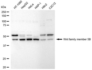 Anti Wnt Family Member 5B Antibody, clone 24GB2690, Rabbit Monoclonal clone 24GB2690, recombinant rabbit monoclonal, expressed in HEK293 cells