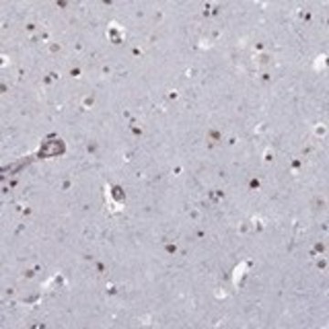 Anti-BRF1 antibody produced in rabbit Prestige Antibodies&#174; Powered by Atlas Antibodies, affinity isolated antibody, buffered aqueous glycerol solution