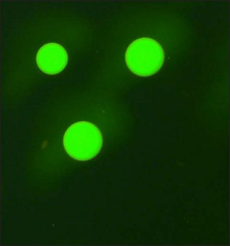 Anti-Human IgG3&#8722;FITC antibody, Mouse monoclonal clone HP-6050, purified from hybridoma cell culture