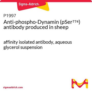 Anti-phospho-Dynamin (pSer774) antibody produced in sheep affinity isolated antibody, aqueous glycerol suspension