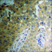 Anti-phospho-MYPT1 (pThr853) antibody produced in rabbit affinity isolated antibody