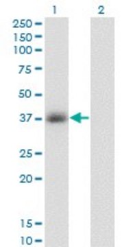 Monoclonal Anti-GPD1 antibody produced in mouse clone 3C10-1C4, purified immunoglobulin, buffered aqueous solution