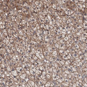 Anti-AGRP antibody produced in rabbit Prestige Antibodies&#174; Powered by Atlas Antibodies, affinity isolated antibody, buffered aqueous glycerol solution