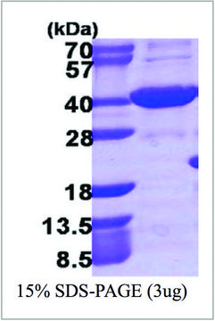 AKR1C4 human recombinant, expressed in E. coli, &#8805;95% (SDS-PAGE)