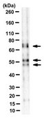 Anti-Bin1 Antibody, clone 2F11 clone 2F11, from mouse