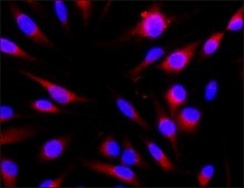 Anti-PMEL antibody produced in rabbit affinity isolated antibody, buffered aqueous solution