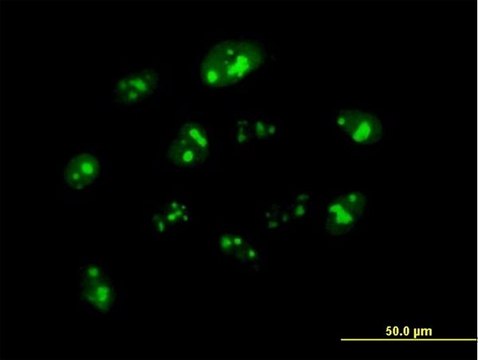 Anti-NPM3 antibody produced in mouse IgG fraction of antiserum, buffered aqueous solution