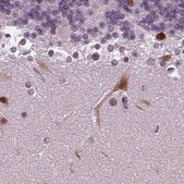 Anti-BHLHE22 antibody produced in rabbit Prestige Antibodies® Powered by Atlas Antibodies, affinity isolated antibody, buffered aqueous glycerol solution
