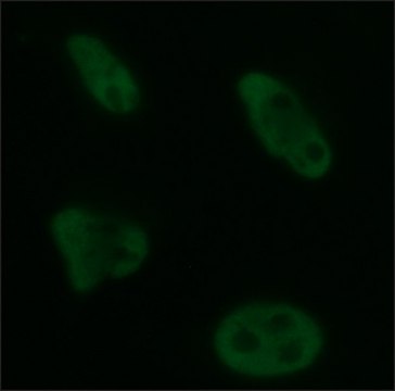 Monoclonal Anti-Brg1 antibody produced in rat clone 3G4, purified from hybridoma cell culture